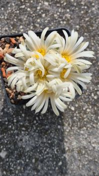 Preview: Lophophora alberto-vojtechii